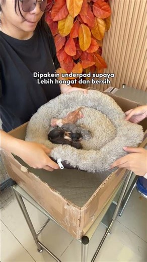 Nemu bayi kucing masih merah bgt 😭 induknya ditungguin ga ada. Fix dibuang 😭