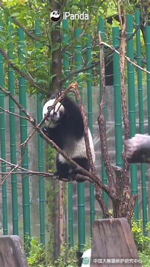 Please don’t hurt the tree anymore, as its branches have been bent and broken. #panda #tree #HiPanda #PandaMoment #CCRCGP #PandaLife For more panda information, please check out: https://en.ipanda.com | iPanda