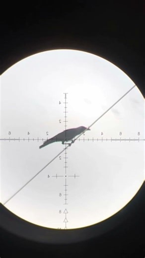 perfect dead shot #hunting #birds #birdhunting #crow #crowhunting