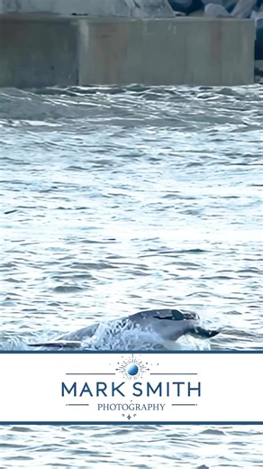 Group of anglers huddled on the beach, “Yeah, there aren’t any fish in here this morning.” Dolphin, “Hold my sand dollar.” | Mark Smith Photography