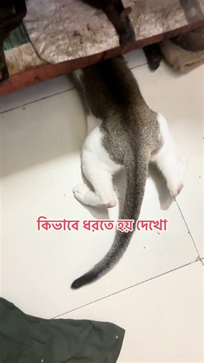 how to catch😹. #cat #shorts