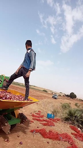 Onion Harvesting Techniques in Rural Agriculture