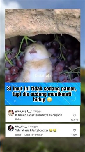 Si imut ini tidak sedang pamer 😁