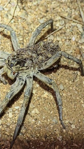 Carolina Wolf Spider and Babies