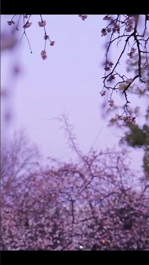 つくばの隠れ絶景スポット① #公園散歩 #松見公園