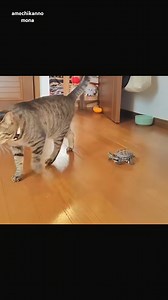 Cat Master & Skateboard Turtle Apprentice | American Mona