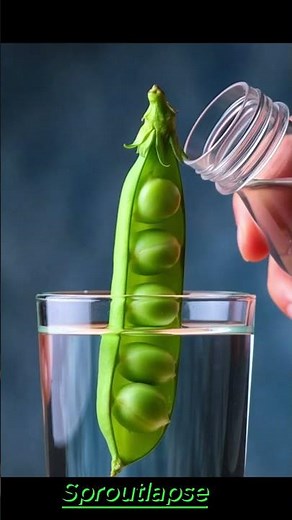 Seed Germination Timelapse That Will Calm Your Mind #plantgrows