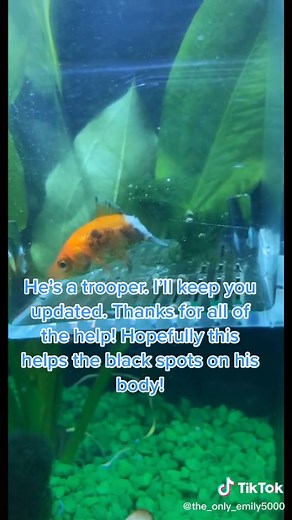 I also added some more melafix, salt and stress coat. Hopefully he’ll heal soon! He doesn’t seem to be giving up! #fyp #fishtok #halffish