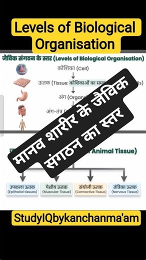 Levels of Biological Organisation 🫀🫁#biology #upsc #uppcs #ssc #upssc #gkfacts #shorts #shortsfeed