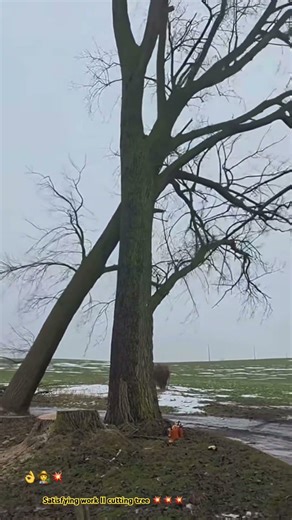 Big tree collapse 💥