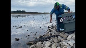 300,000 gallons of diesel spilled near New Orleans