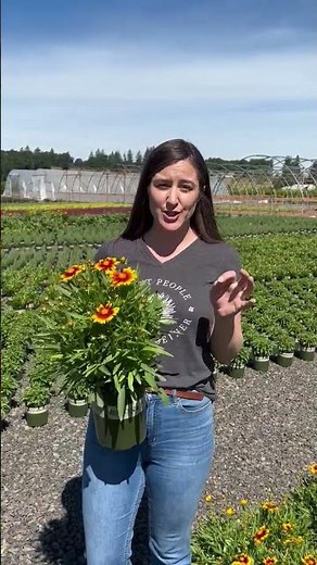 Pollinator Garden Must-Have Coreopsis | #coreopsis #pollinatorgaren #shorts #garden #gardening