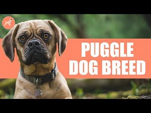 Puggle Dog Breed: Owner's Guide, Info, Pictures, Care & More!