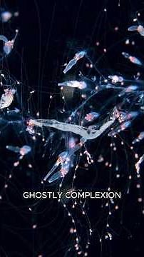 Siphonophores: The Largest Things in the Ocean #MarineLife #Animals #Shorts