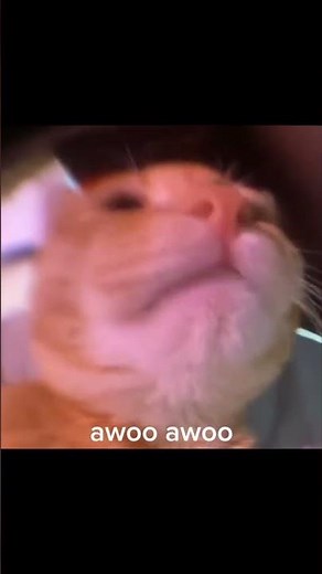 awoo awoo cat #cat #animals #viralvideo #viralshorts #trending #catlover #meme