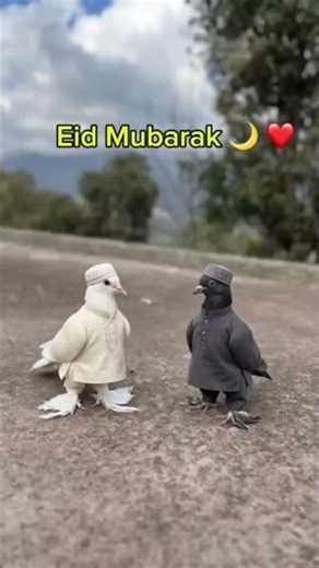 Mubarak Eid Mubarak meretarafse #pigeonlaver #pigeon #trending #viral #new #2026 #kabutar #shorts #