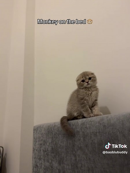 Adorable Scottish Fold Kittens Squeaking Compilation