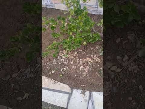 What Is Geotextile & How to Install It? #geotextile #agrotextile