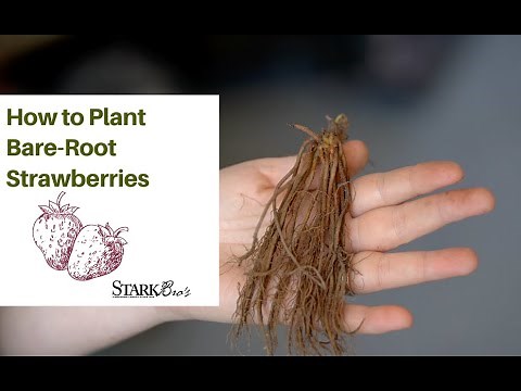 How to Plant Bare-Root Strawberries