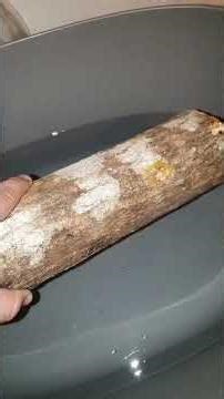 We've started growing shiitake mushrooms 🍄 3 logs for a complete cycle #urbanfarm #mushrooms #shi...