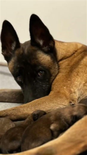 Élevage familial berger belge malinois