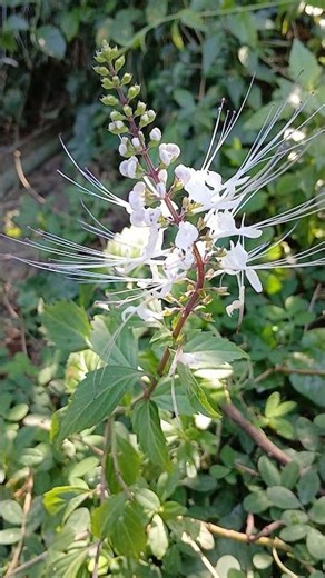 Balbas pusa, cat whiskers (Orthosiphon aristatus) #medicinalherbs