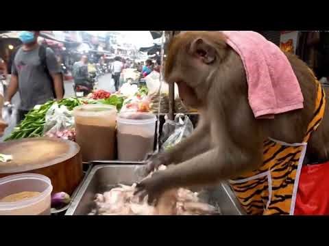 "Monkey Chef Creates Culinary Wonders"