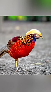 So amazing golden pheasants | Feel the Birds