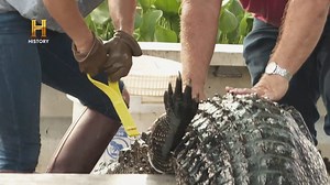 154K views · 6.5K reactions | A temporada de caça aos crocodilos está apenas começando , mas um perigo muito maior se aproxima: o furacão Ida, uma tempestade de categoria 4, avança com força pelo golfo e pode encerrar tudo antes mesmo do início. Será que os caçadores conseguirão enfrentar a natureza ou a temporada vai acabar antes de começar? #MergulhadosNoPântano | HISTORY | Facebook