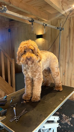 ☆ FLUFFYDOODLES ☆ on Instagram: "Kijken jullie mee als ik Fay trim ✂️? Australian Labradoodles zijn heerlijke honden met een hypoallergene vacht wat weinig verhaard. De vacht blijft doorgroeien en daarom is het nodig om wekelijks goed te borstelen en om de acht weken de vacht weer wat korter te trimmen. Wij verkopen al onze Fluffydoodles standaard met een vachtverzorgingspakket erbij. Op onze puppyparti geef ik dan ook nog een demonstratie en uitgebreide uitleg over de vachtverzorging. #walamemb