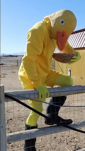 Funny Rubber ducky chase rubber ducky & Puppy ￼