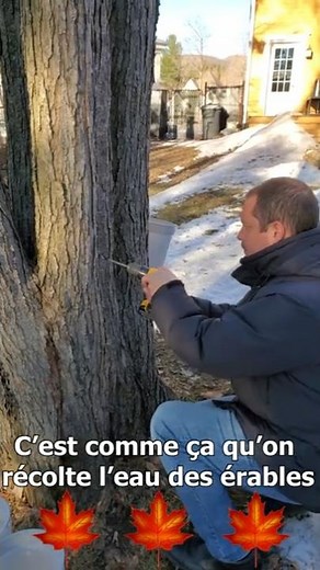 Comment on récolte l'eau des érables! Vivre au Québec
