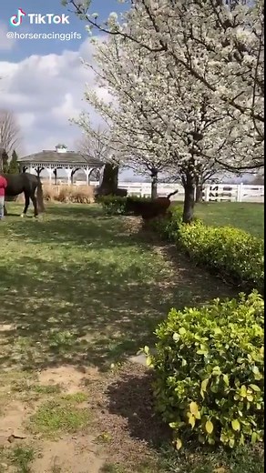 This foal loves jumping 😍 #Foal #Jump #Horse #Horses #FYP #ForYou