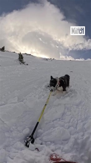 Une skieuse provoque une avalanche en Andorre 🚨 Ce jeudi 8 janvier, alors qu’elle redescendait en ski de randonnée un versant de montagne en Andorre avec son chien, cette skieuse a été brutalement surprise dans une avalanche. Elle s’en est sortie saine et sauve, ainsi que son compagnon d’aventure, et a alerté ensuite sur le danger des avalanches, même lorsque toutes les conditions sont réunies pour être en sécurité. Le risque zéro n’existe pas. 🎥 Ares Masip / Instagram #onregardequoi #sinforme