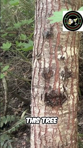 Forest Discovery: Smiling Tree & Walking Sticks Found! #shorts