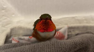 This Allen’s hummingbird was rescued in Camarillo today by a really nice family. When I asked if they knew what had happened to him, the Dad said his young daughter found him in their yard. The little girl and her brother were so sweet and so excited to have rescued the hummingbird. The girl said. “He can change the colors on his throat!” She had seen how the sunlight reflects on the iridescent feathers, and was completely in awe! ✨💫 I love to see children being kind to animals and wanting to h