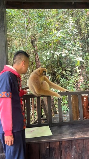 Bouncing around # Gibbon # Pu'er Sun River Forest Park 😂