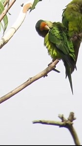 Orange-fronted Parakeet Eupsittula canicularis Francisco Morazán, Honduras 🇭🇳 | North Africa Parrot Services
