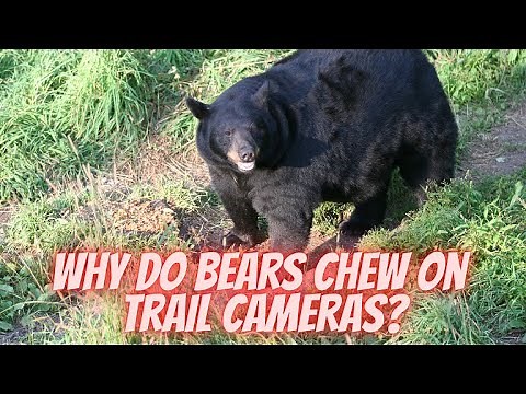 Why do bears chew on trail cameras?