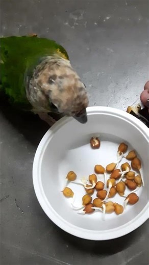 conure bird eating 🦜🥰 #highlights