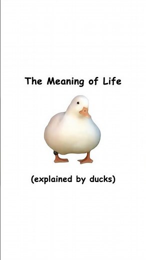 The meaning of life (explained by ducks)