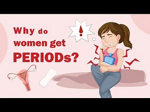 Understanding The Menstrual Cycle