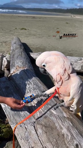 Playing catch with some kids! 😃 #barneythewestcoastcockatoo #catch #kids #fun