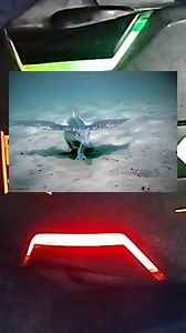 Amazing Strange Animal #amazing #strange #animals #scary #horror #truestory | Facts By AN