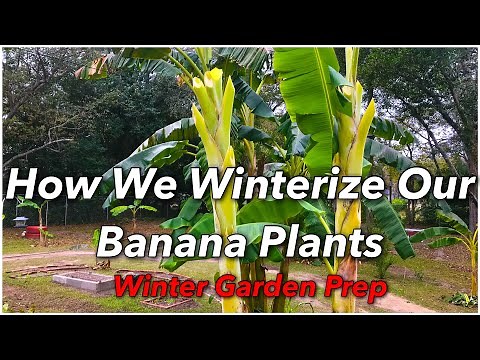 How We Winterize Our Banana Plants