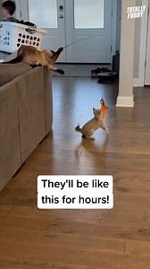 New favorite game unlocked... 🤣 #totallyfunnyanimals #cats #pets | Totally Funny Animals