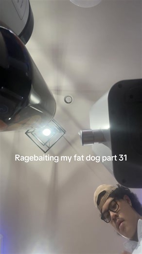 Hilarious Dog Moments That Will Make You Laugh