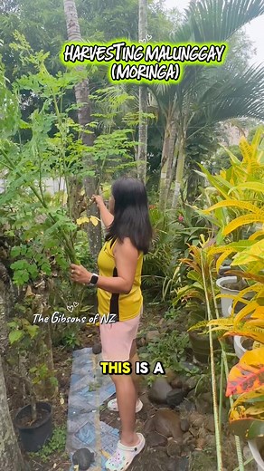 4.4K views · 50 reactions | Scientific name Moringa and we call it malunggay in the Philippines. #This plant is also known as the "miracle tree" due to its rich nutritional value (Vitamins A, C & E , calcium Iron and potassium! Most parts of the plant, including the leaves, pods, and seeds, are edible and have various culinary and medicinal uses. We cook mung beans soup with this yummy #malunggay #moringa #miracletree #Philippines2025 | The Gibsons of New Zealand | Facebook