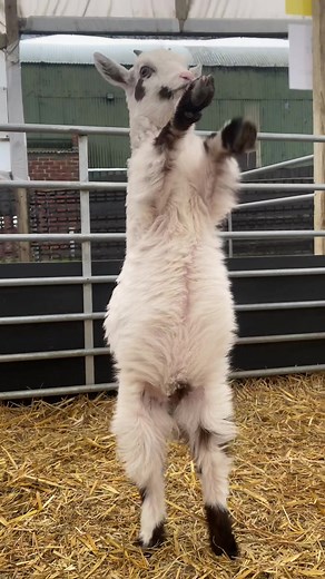 Goat Dancing Moves That Will Surprise You