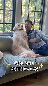 ✨Golden Retrievers✨ | Maple and Morty Corgis